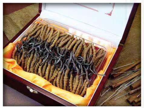 云阳冬虫夏草回收